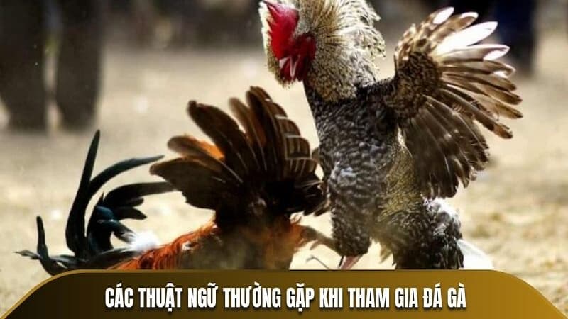 Đôi nét về thuật ngữ đá gà