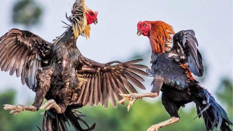 Thuật ngữ đá gà liên quan đến giống