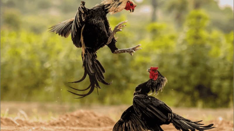 Thuật ngữ đá gà liên quan đến cược